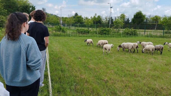 Eco-paturage au lycée Descartes de Cournon d'Auvergne